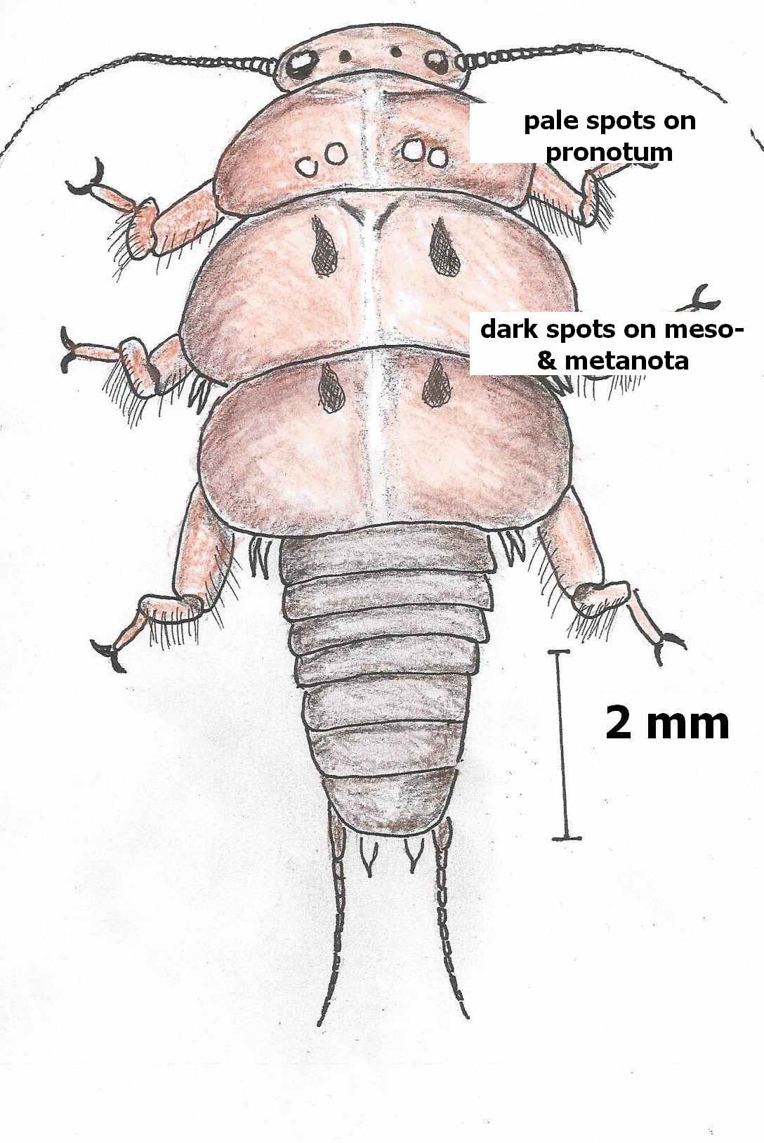 peltoarcuata